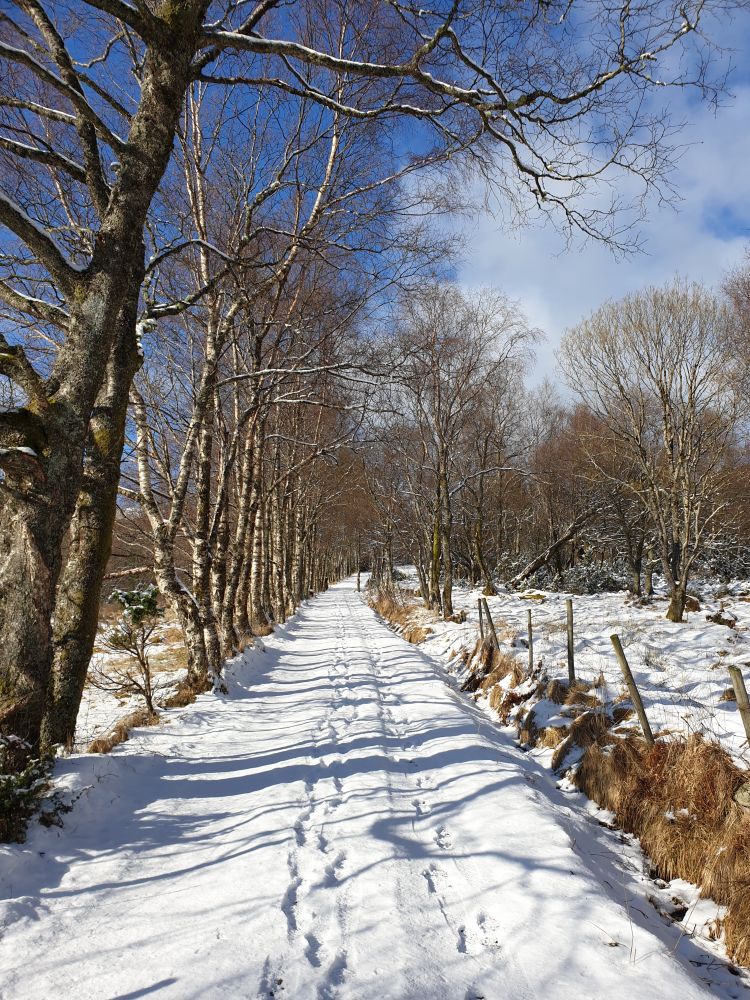 Skarvegen med snø